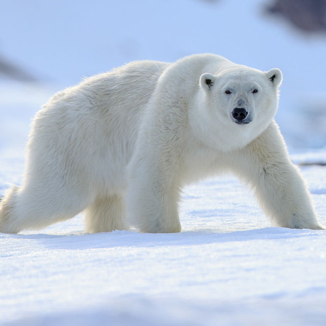 Mestersége ragadozó