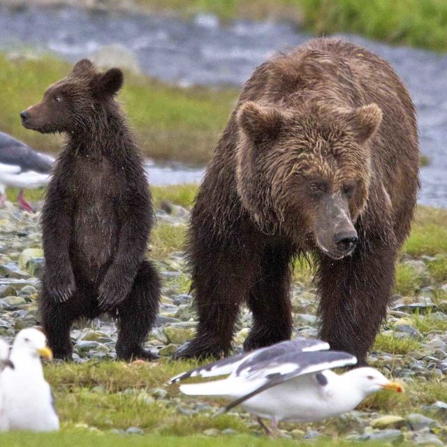 Oroszország vad tengere