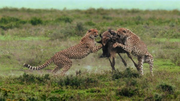 Mestersége ragadozó