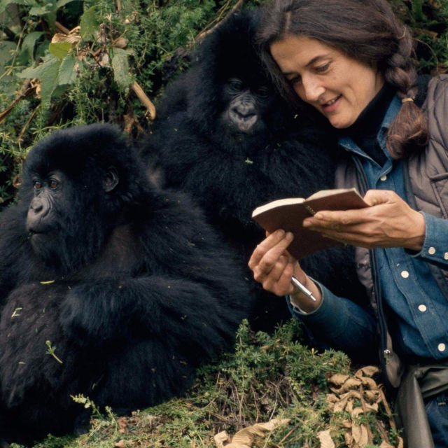 Dian Fossey: titkok a ködben