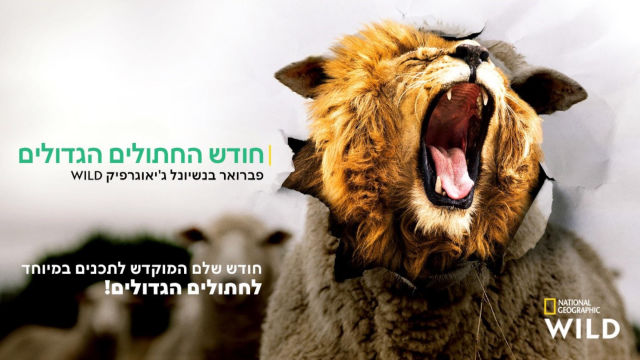 חודש החתולים הגדולים 2021