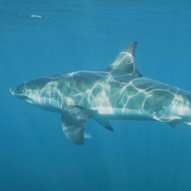 כריש: אסטרטגיות תקיפה