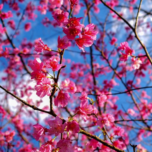 טייוואן הפראית: אי הג'ונגל