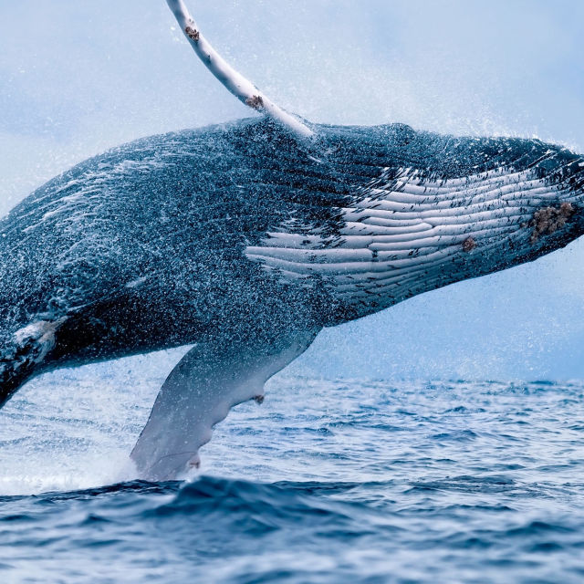 פלאי האוקיינוסים