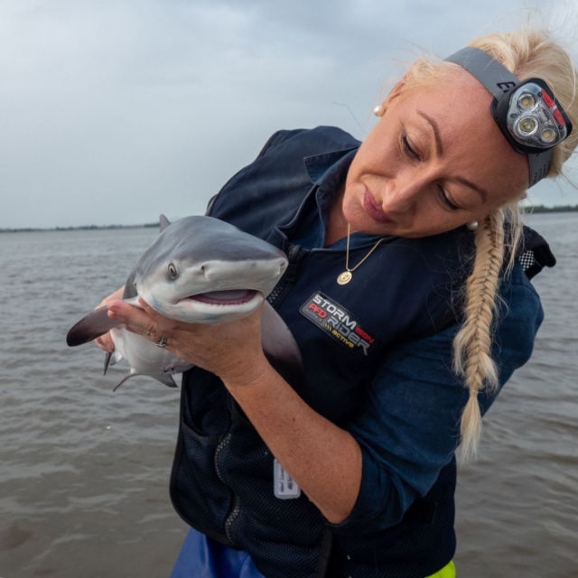 כרישים קטנים