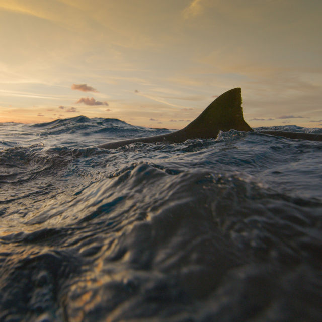 כרישים נגד העולם