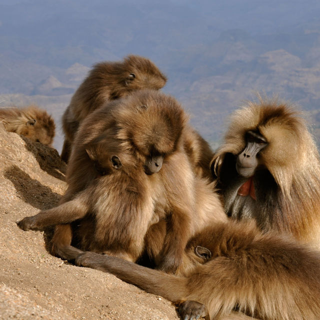 הפלאים הנסתרים של אפריקה