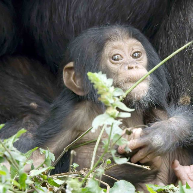 חיות: מגורות לבגרות