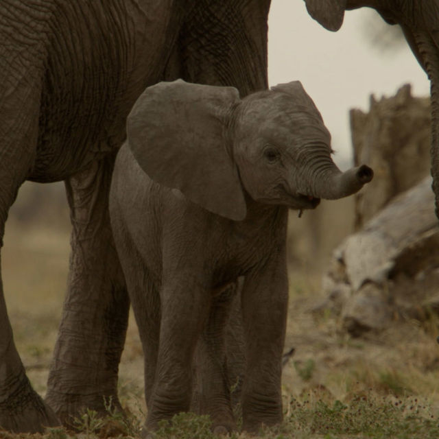 המארה: להוולד מחדש
