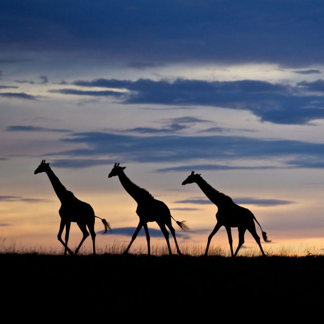 סימפוניה לעולם