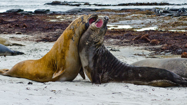 אינסטינקט חייתי