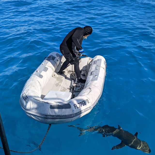 כשכרישים טורפים: מלכודת תיירים