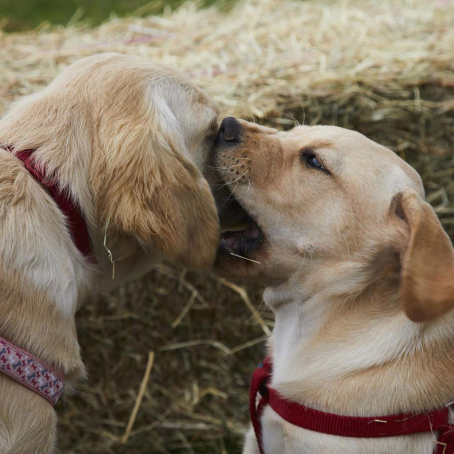 DOG SQUAD PUPPY SCHOOL