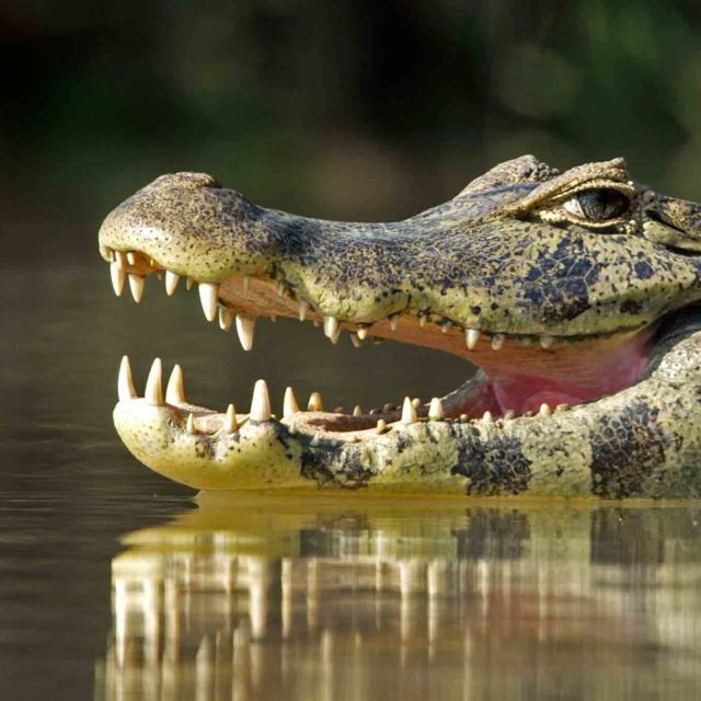 Jaguars vs. Crocs