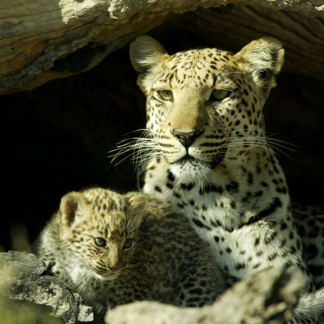 Living With Big Cats (Revealed)