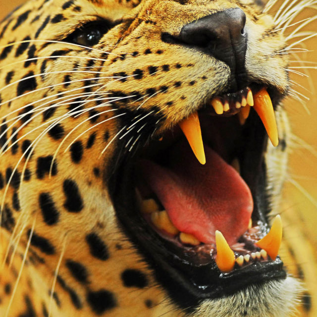 Attack Of The Big Cats