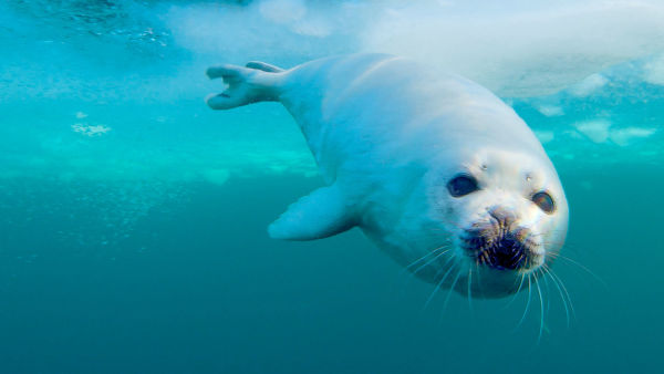 Wild Life: The Big Freeze