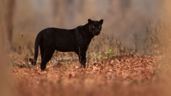 The Real Black Panther