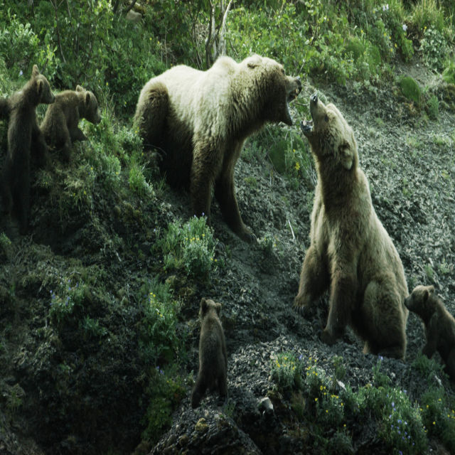 Grizzly Empire