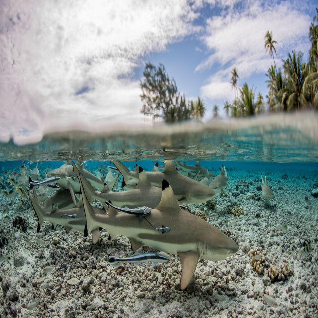 America's Deadliest Sharks