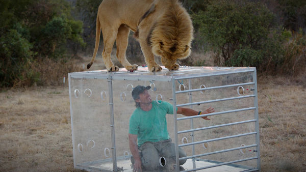 Man V. Lion