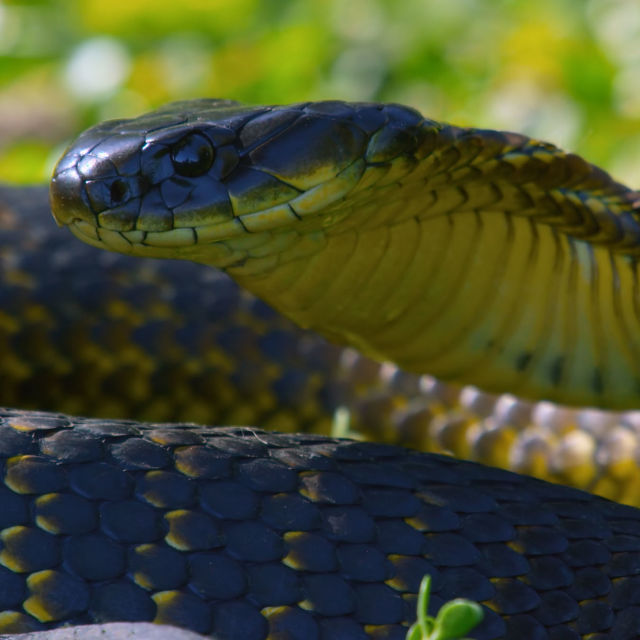 Snake Island: Wild & Deadly