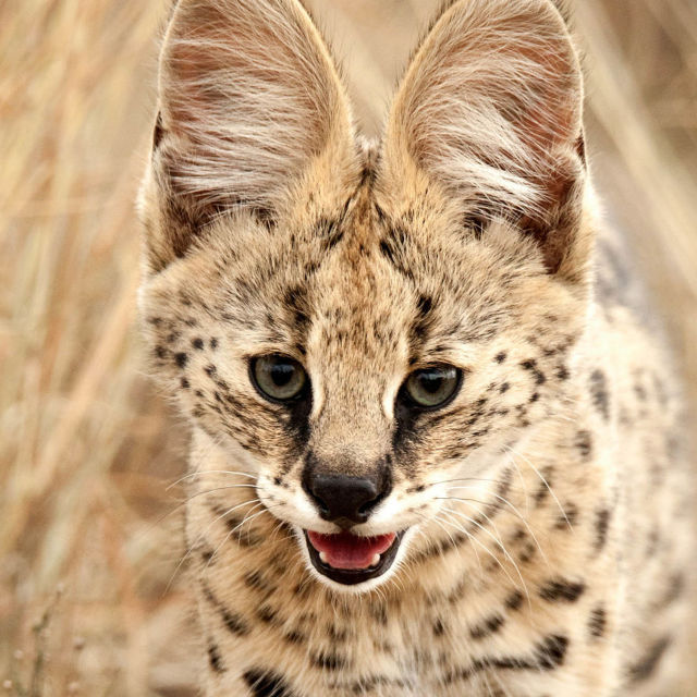 Wild Little Cats