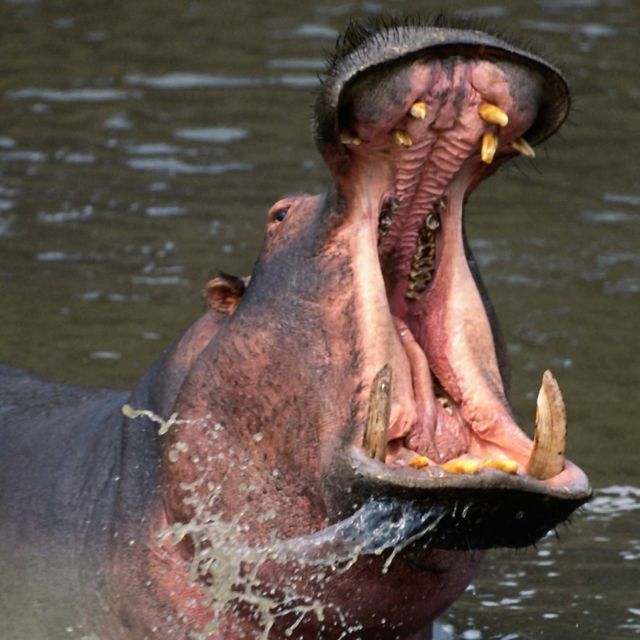 Killer Animal Tactics