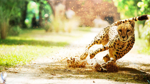 Big Cat Games