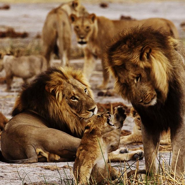 Birth of a Pride