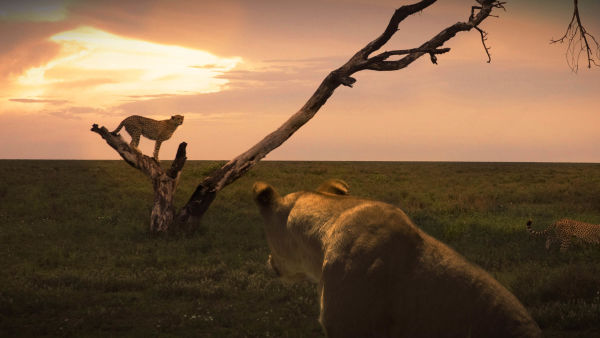 Cat Wars: Lion vs. Cheetah