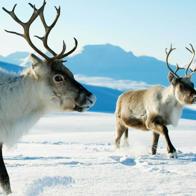 Wild Year: Siberia