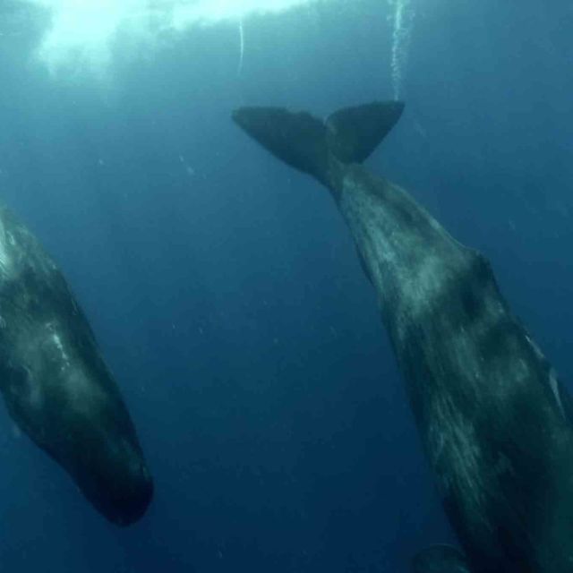 Titans of the Sea: A Family Affair