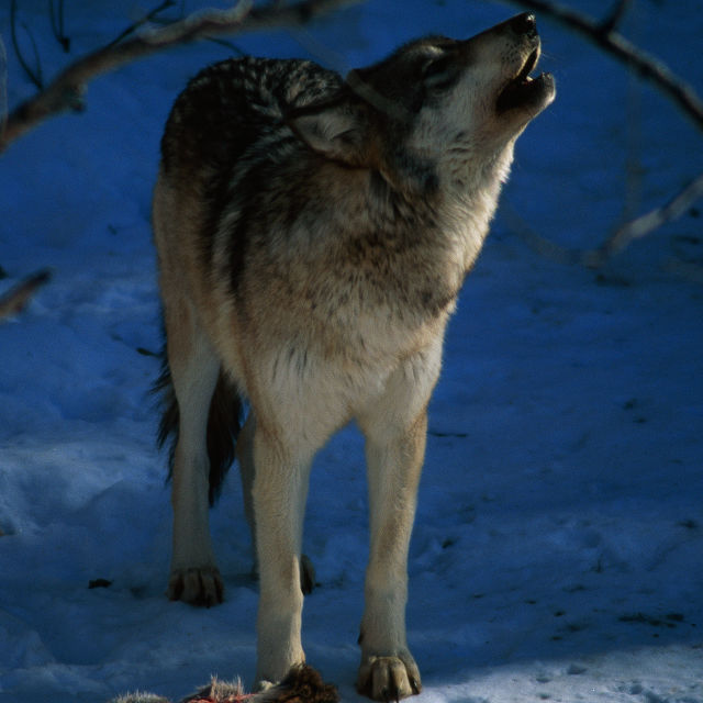 Valley Of The Wolves