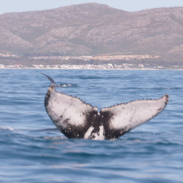 Killer Shark vs. Killer Whale