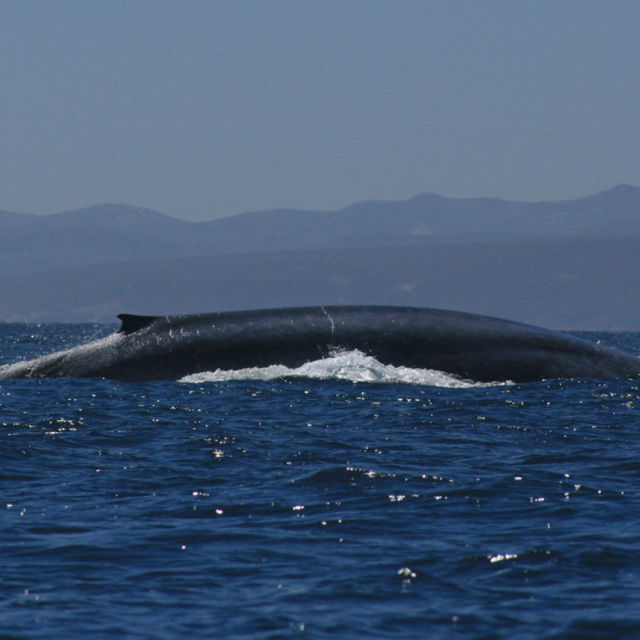 Kingdom of The Blue Whale