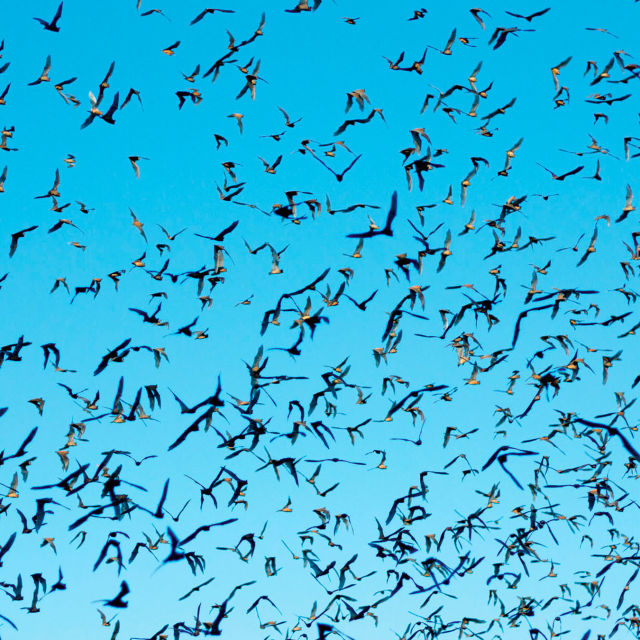 South America Untamed