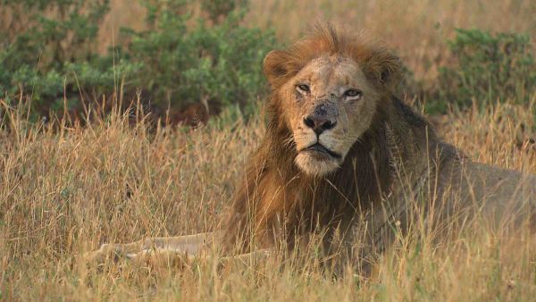 Cecil: The Legacy of A King