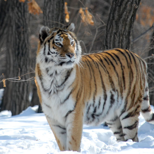 Russia's Wild Tiger