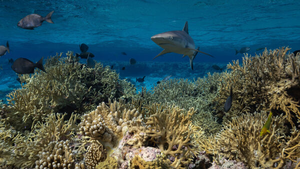 Protecting Paradise: The Story of Niue