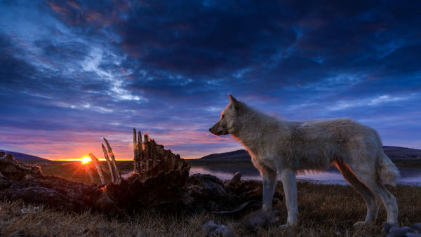Kingdom of The White Wolf