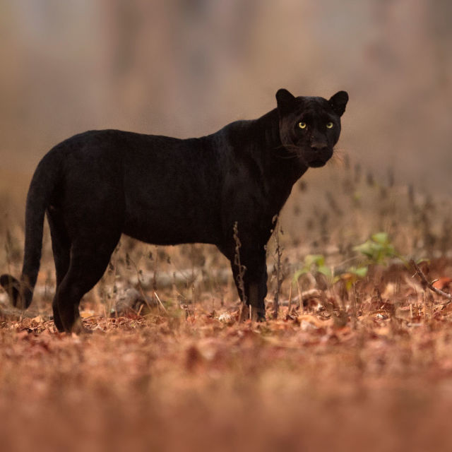 The Real Black Panther