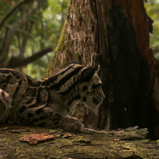 India's Wild Leopards