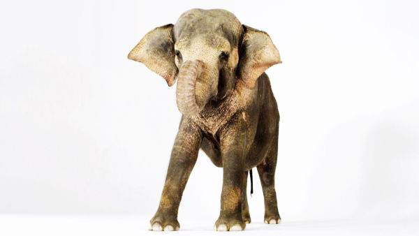 Ultimate Animals Compilations