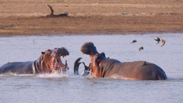 Africa's Deadliest