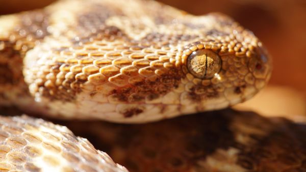 World's Deadliest Snakes