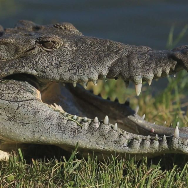 When Predators Attack