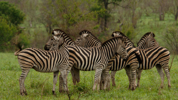 Africa's Deadliest