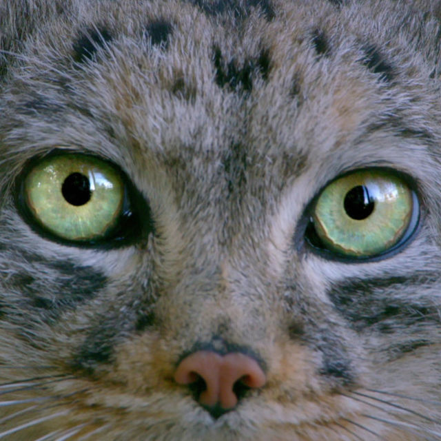 Wild Cats of India