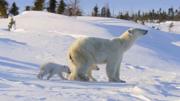 Incredible Animal Journeys